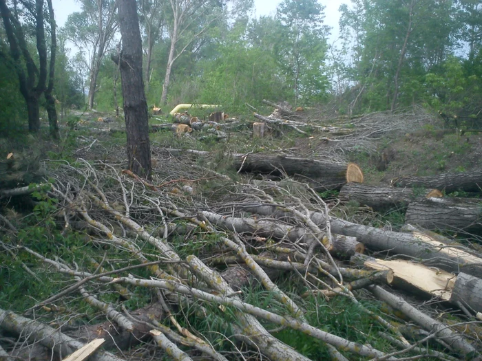 Copacii tăiaţi au fost descoperiţi de un clujean în ziua de 1 Mai. FOTO: Adrian Dohotaru