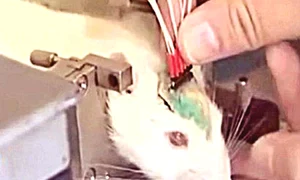 Sunt învăţaţi să depisteze materialele explozive jpeg