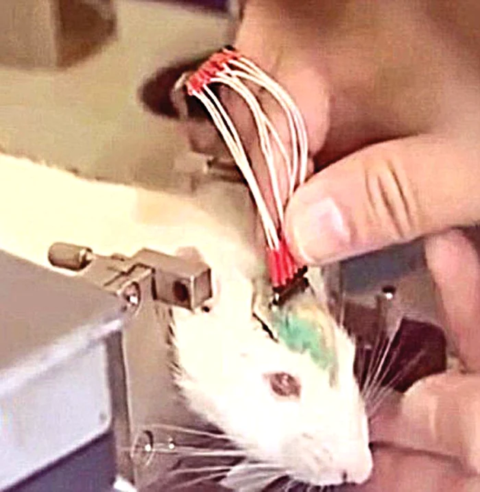 Sunt învăţaţi să depisteze materialele explozive