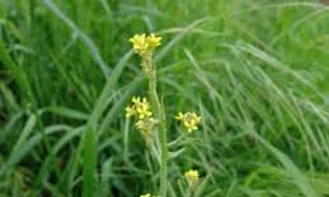 laringita brancuta click ro jpg jpeg