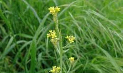 laringita brancuta click ro jpg jpeg