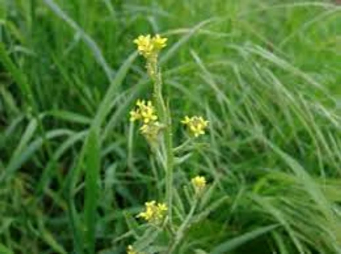 Brâncuța , un leac popular, tratează cu succes corzile vocale Sursa foto: Click.ro