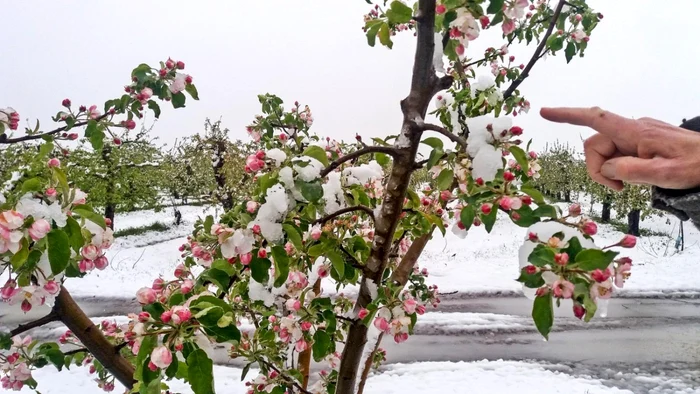 Copaci înfloriţi plini de zăpadă  FOTO: Livada Dima