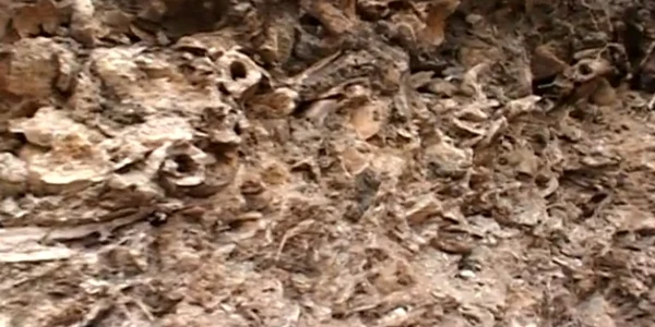 schelete dej