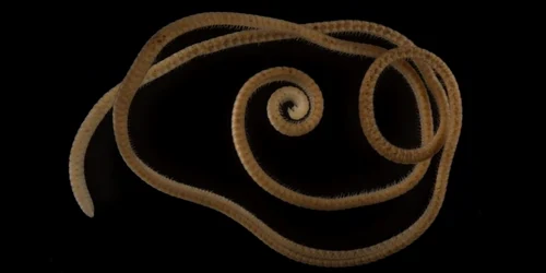 miriapod Eumillipes persephone