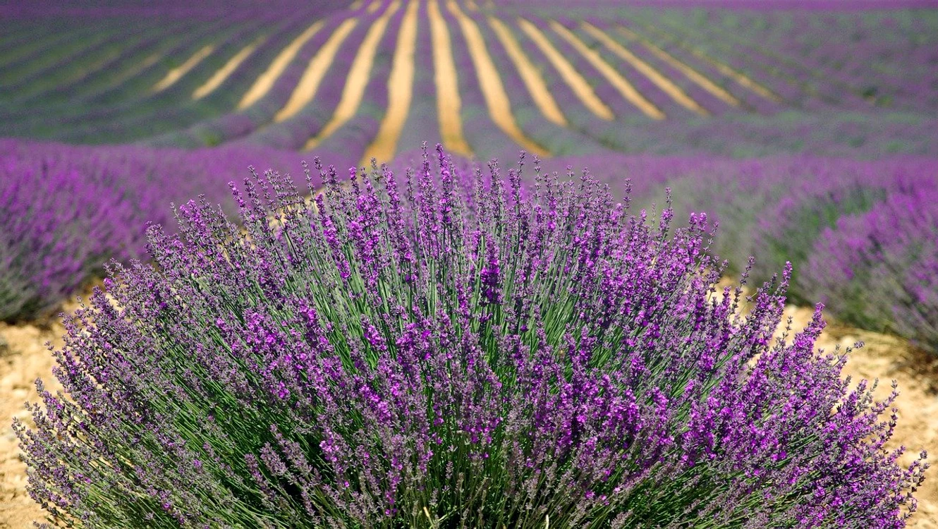
    LavandăFoto: pixabay.com  