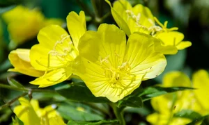 luminita noptii jpeg