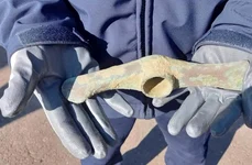 Un topor de aramă, cu o vechime de peste 5.000 de ani, descoperit de un jandarm (foto: Inspectoratul de Jandarmi Județean Botoșani)