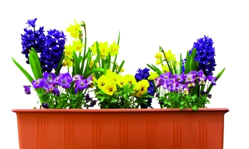 1 46515 original jpg jpeg