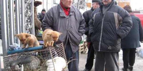 Câţiva iepuri şi căţeluşi aşteaptă să-şi găsească stăpân