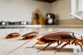 gandaci de bucatatie, foto shutterstock png
