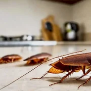 gandaci de bucatatie, foto shutterstock png
