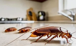 gandaci de bucatatie, foto shutterstock png