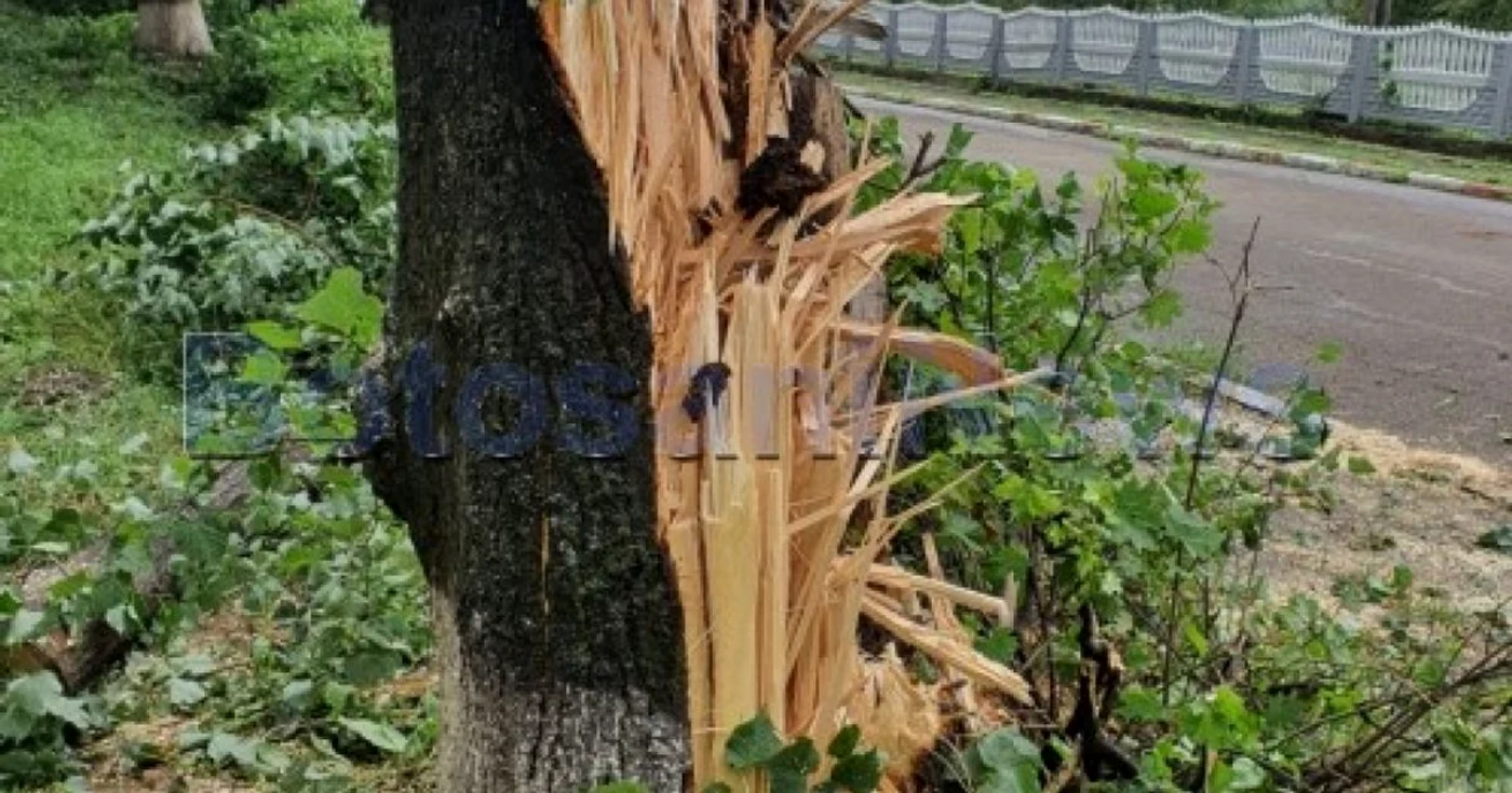 La Pomârla, copacii au fost smulşi de vijelie FOTO botosaninews.ro