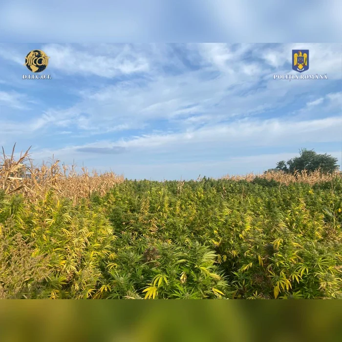 Cultura ilicită înfiinţată în Neamţ FOTO Poliţia - DIICOT