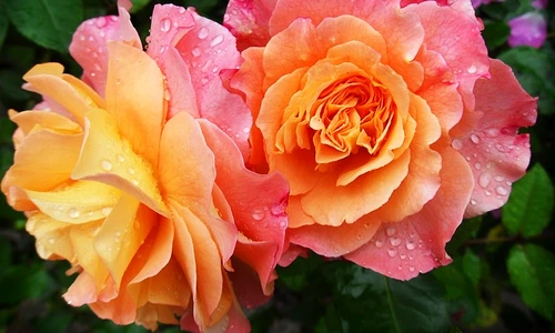 1 67515 original jpg jpeg