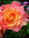 1 67515 original jpg jpeg