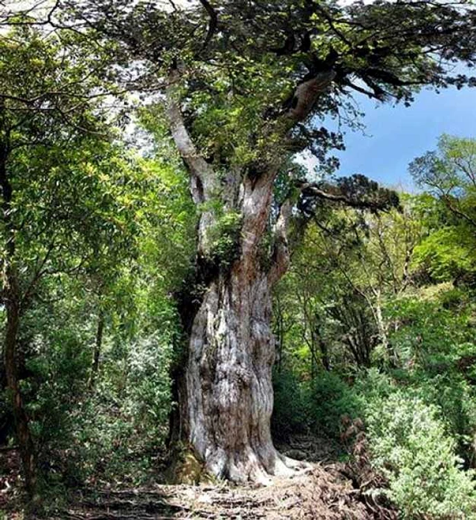 Jōmon Sugi