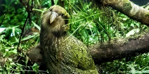 papagal Kakapo FOTO stuff.co.nz