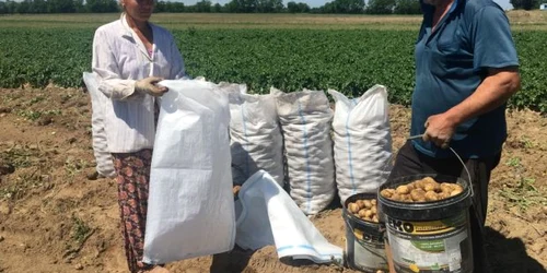 Cartofii româneşti timpuri merg la export în Polonia
