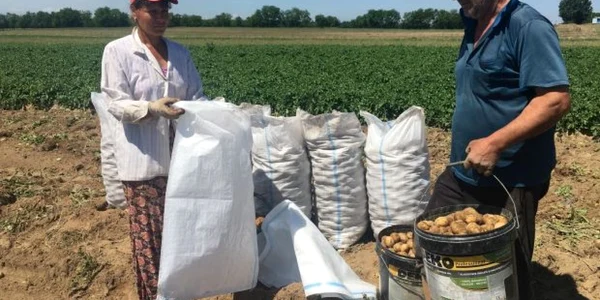 Cartofii româneşti timpuri merg la export în Polonia