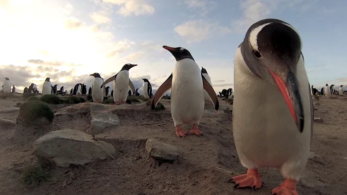 Pinguini (Foto: Photoland/Caters)