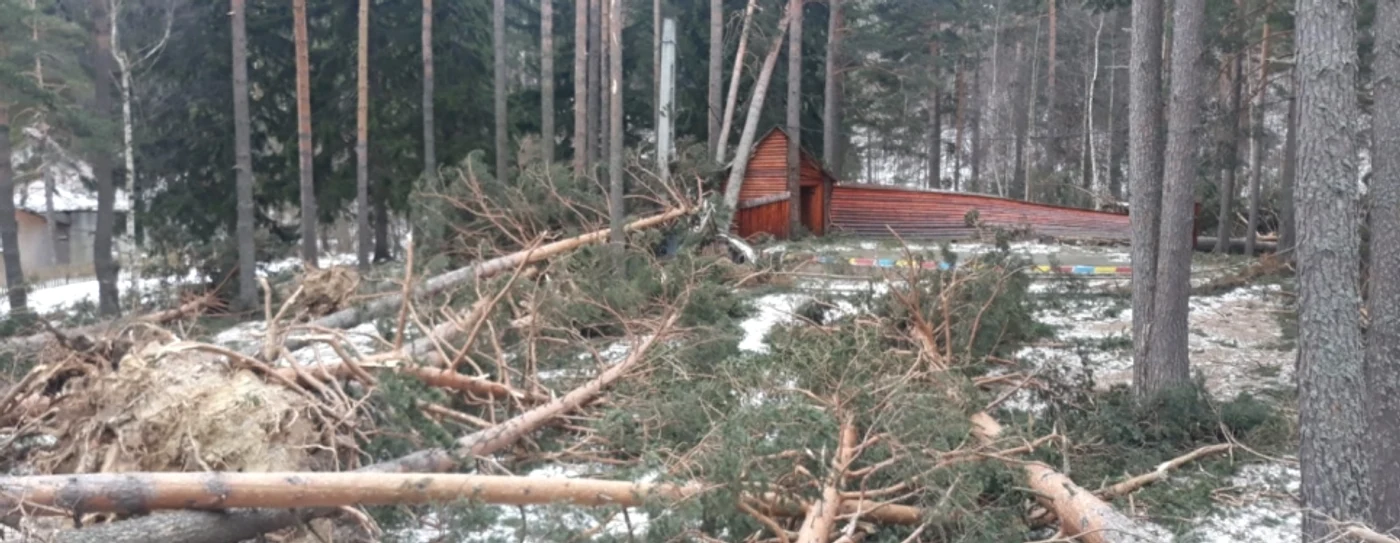 Zeci de arbori Foto Primăria Bisoca