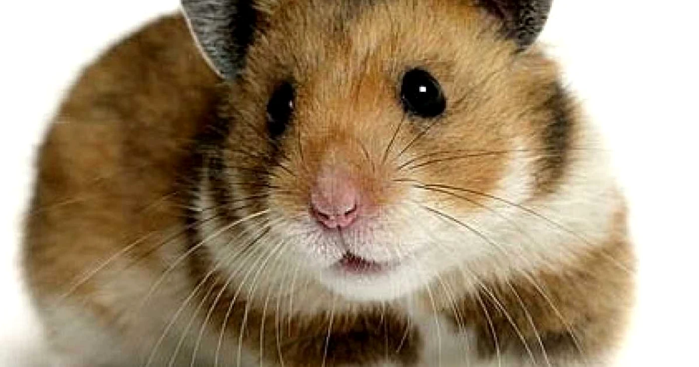 Hamsterul actor care are 300.000 de fani