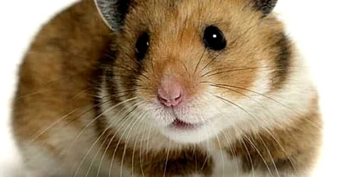 Hamsterul actor care are 300.000 de fani