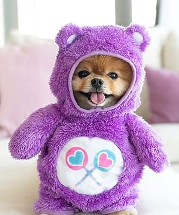 Jiff Pom, pomeranianul