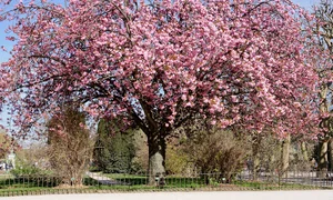 Istorie pe fond de sakura jpeg