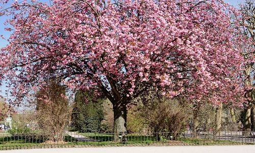 Istorie pe fond de sakura jpeg