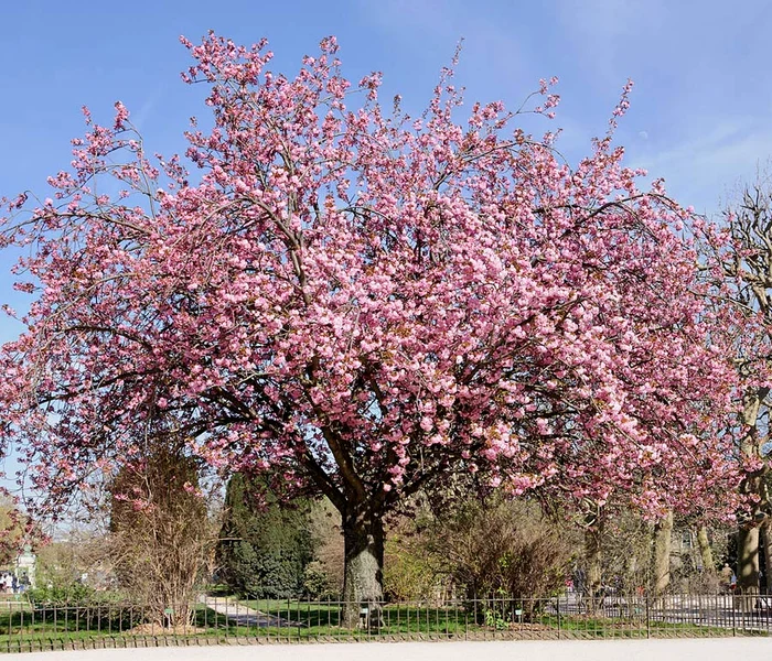 Istorie pe fond de sakura jpeg
