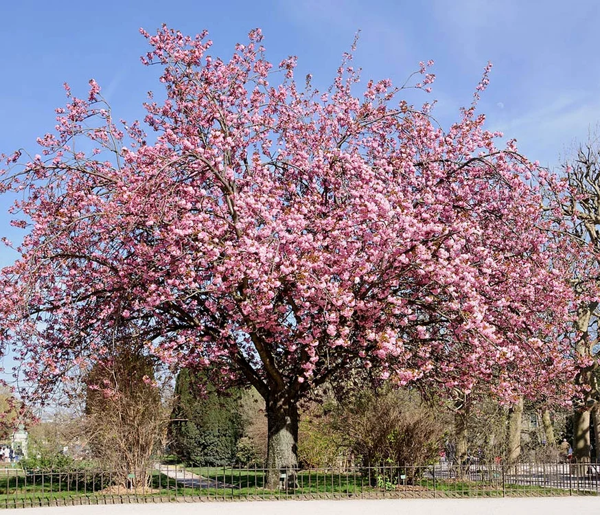 Istorie pe fond de sakura jpeg