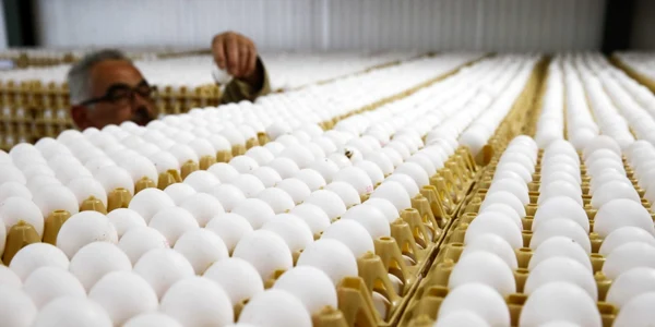 Un bărbat inspectează cofraje cu ouă proaspete la o fermă din Doornenburg. Autorităţile olandeze au oprit comercializarea ouălelor după ce s-a descoperit că mai multţi producători au folosit Fipronil împotriva acarienilor. FOTO EPA