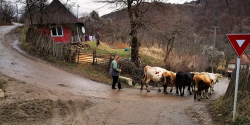 satul ulm tinutul padurenilor