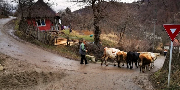 satul ulm tinutul padurenilor