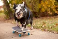 norbert porc guinness world records jpg