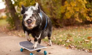 norbert porc guinness world records jpg