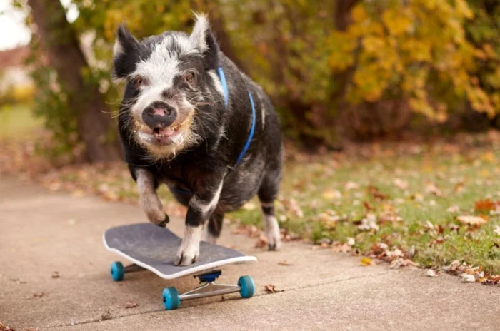 Norbert adoră să facă skateboarding (Foto: Guinness World Records)
