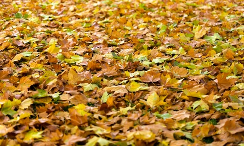 1 71612 original jpg jpeg