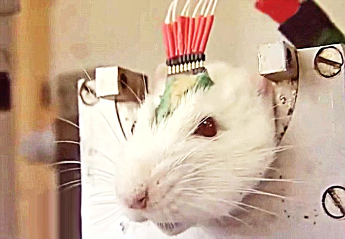 
    Experţii le monitorizează activitatea  cerebrală   