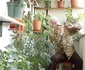 Ion Lăceanu are casa plină de flori 