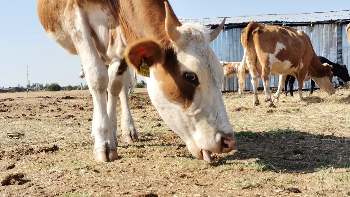 Deșertificarea afectează și animalele. FOTO: Alina Mitran