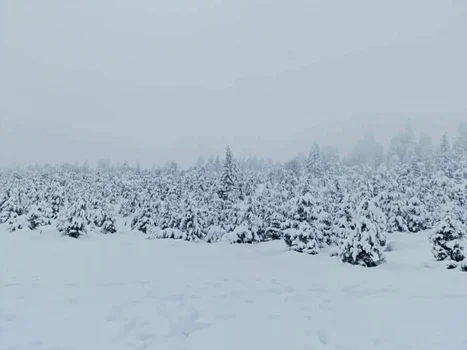 Curmătura Vidruţei din apropierea Domeniului Schiabil Transalpina Ski Resort transformată în derdeluş pârtiile fiind închise Foto Ciprian Olaru