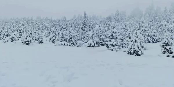 Curmătura Vidruţei din apropierea Domeniului Schiabil Transalpina Ski Resort transformată în derdeluş pârtiile fiind închise Foto Ciprian Olaru