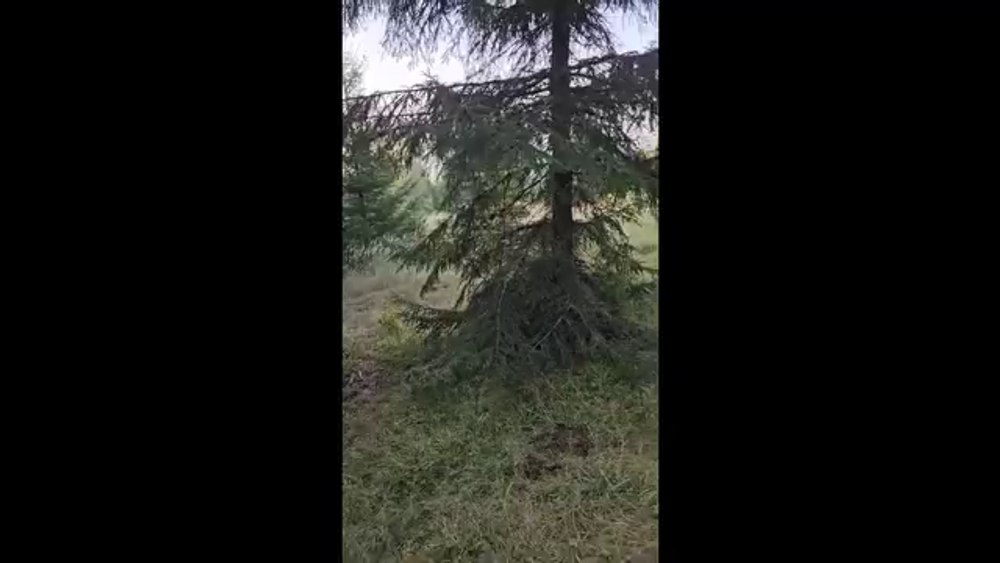 Spectacol în inima pădurii. Cerbii, surprinși în timpul boncănitului. „Urmăriți acest video cu sonor”