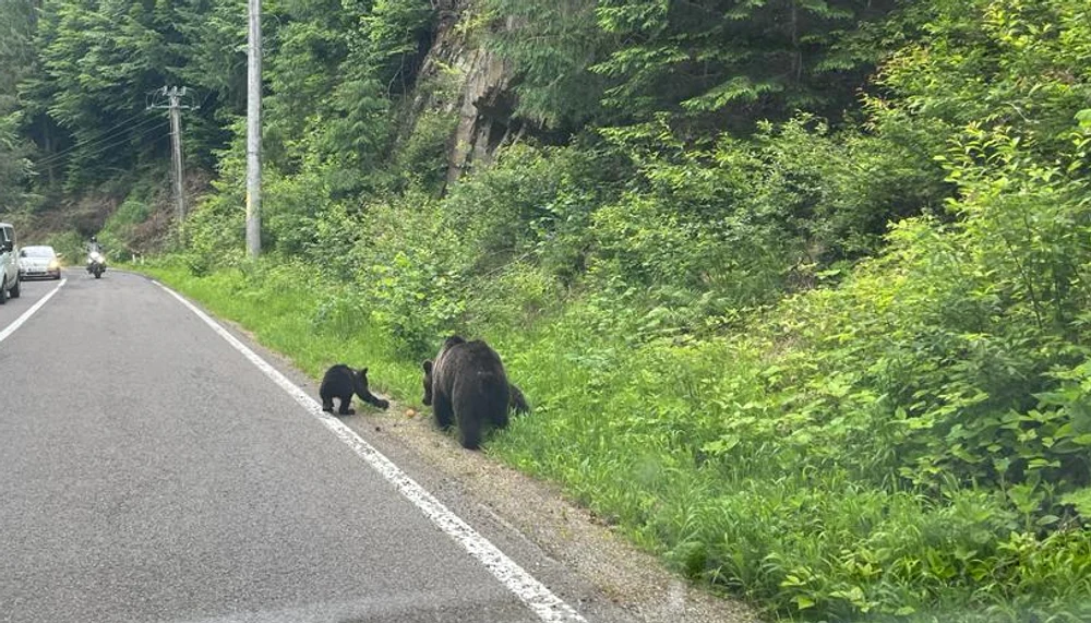 Urși pe Transfăgărășan. FOTO Facebook Arhiepiscopia Argeșului
