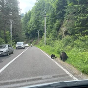 Ursi pe Transfagarasan FOTO FB Argiepiscopia argesului jpg