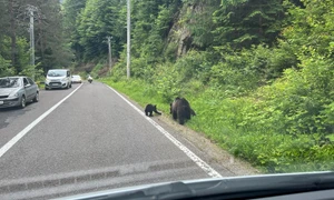 Ursi pe Transfagarasan FOTO FB Argiepiscopia argesului jpg